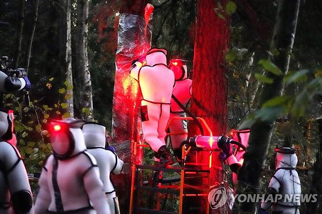 미국서 '살인 말벌' 퇴치 [AP=연합뉴스] 24일 워싱턴주 블레인에서 농업 당국 관계자가 '아시아 거대 말벌'(Asian giant hornet) 퇴치 작업을 하고 있다.