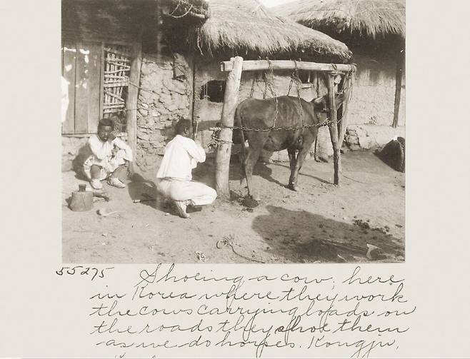 농민이 소 발굽에 편자를 박고 있다. 근대기 소는 농사를 짓고 물건을 이동하는 중요 수단이었다.