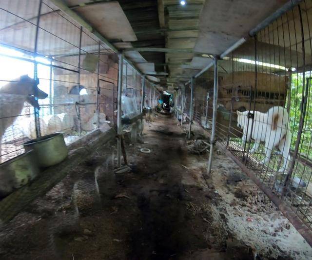 경북 울진군 동물보호소의 유기견들이 폐업신고된 개농장에서 발견된 모습. 울진군은 논란이 불거지자 민간위탁이었던 해당 보호소를 직영으로 변경한다고 발표했다.비글구조네트워크 제공