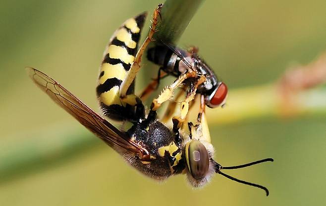 말벌은 포식자로서 꿀벌뿐 아니라 해충을 포함한 다양한 곤충을 잡아먹는다. 말벌의 일종인 코벌이 파리를 사냥한 모습. 위키미디어 코먼스 제공.