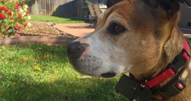 짖음 방지 목걸이는 1960년대에 출시됐다. 성대가 울리면 이를 감지한 목걸이가 전기 충격을 가하는 원리이다. 제작자는 개들이 '내가 짖으면 목걸이가 울린다'고 스스로 깨닫기를 바랐다. 정작 개들은 '외부의 무언가로 인해 목걸이가 울렸다'고 여겨 더욱 공격적이고 예민해졌다. 출처: BBC