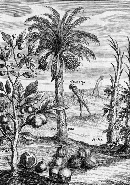 1686년 예수회 선교사 기 타샤르가 쓴 책 '예수회 신부들의 시암 여행'에 실린 삽화. 인삼이 사람처럼 걸어다니는 모습을 그렸다.
