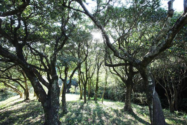 짙은 동백나무 그늘 사이로 햇살이 비치면 신비한 기운이 감돈다. ⓒ박준규