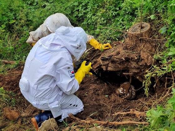 지난 9월17일 인천 중구 영종도의 야산에서 기자와 전문가가 장수말벌집을 제거 작업을 벌이고 있다. 남궁민 기자