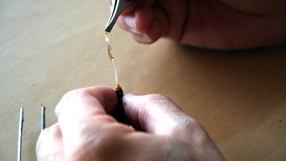 장수말벌의 꽁무니에서 독낭(독주머니)를 꺼내고 있다. 얇고 긴 침의 끝에 달린 작은 흰색 알갱이가 독낭. 이 독낭은 1000개 가량 모아야 1g 정도의 독을 얻을 수 있다. 왕준열