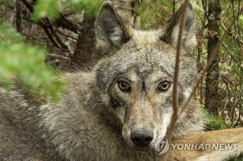 GPS 목걸이를 찬 보야저 국립공원 늑대 V092 [Tom Gable/Voyageurs Wolf Project via AP=연합뉴스]
