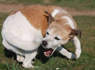"웃지 마세요ㅠㅠ 저는 괴로워요" 꼬리 쫓기(tail chasing)를 하는 개들에게는 말 못할 이유가 있다. 출처: pawcastle