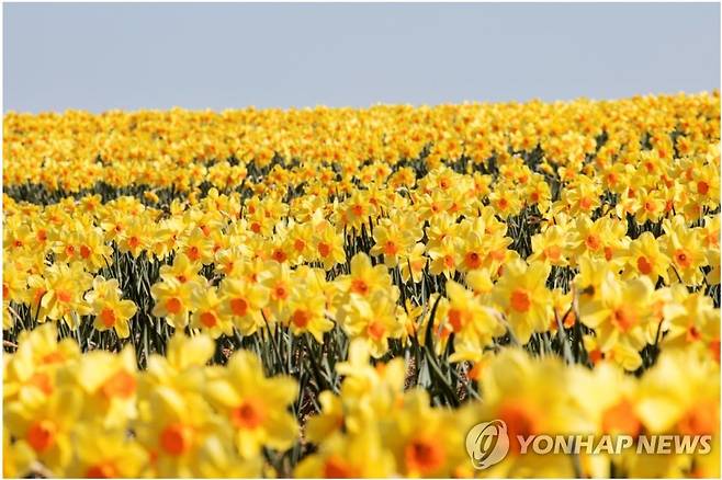 지도 선도 수선화 [신안군 제공]