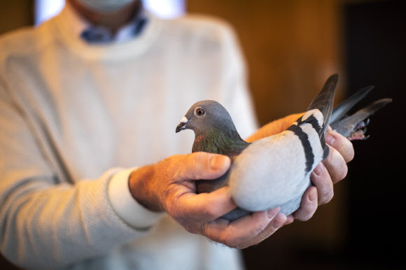 벨기에에서 160만 유로, 한화 약 21억 원에 낙찰된 경주용 비둘기(전서구) ‘뉴 킴’(사진=AP 연합뉴스)