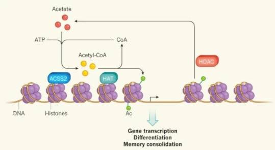 술을 마시면 에탄올이 간에서 대사돼 아세트산(acetate)로 바뀐다. 지난해 발표된 연구에 따르면 이 아세트산이 혈관을 따라 이동해 뇌의 해마에 있는 뉴런으로 들어가 아세틸-CoA로 바뀐 뒤 효소(HAT)의 작용으로 히스톤(보라색 공)에 달라붙는다(녹색 작은 공). 그 결과 DNA 가닥이 느슨해져 기억과 관련된 유전자 발현이 촉진된다. 수 시간 뒤 다른 효소(HDAC)의 작용으로 아세틸기가 떨어지며 DNA 가닥이 원래대로 감겨 유전자 발현이 억제된다. 네이처 제공