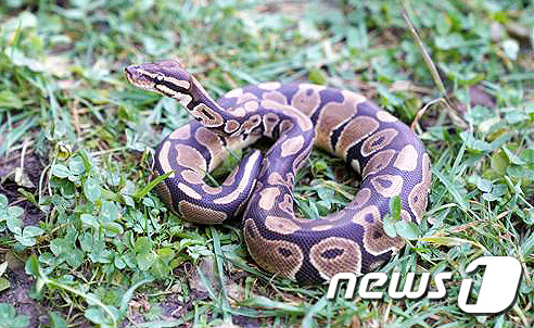 지난 16일 제주시 애월읍 수산저수지에서 발견된 국제적 멸종위기종인 어린 공비단뱀(Ball Python·볼 파이톤).(제주대학교 제주야생동물구조센터 제공)© News1