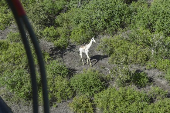 이 '하얀 기린'은 GPS 추적으로 보호를 받으며 케냐 동부 가리사 카운티에 있는 이샤크비니 히로라 보호구역에서 살게 된다. AP=연합뉴스