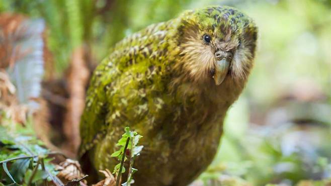 세계에서 가장 큰 앵무새인 카카포 | 뉴질랜드 자연보호부