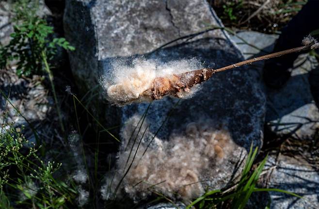 손끝만 닿아도 터져버리는 부들