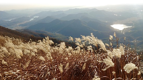 오서산 억새 풍경