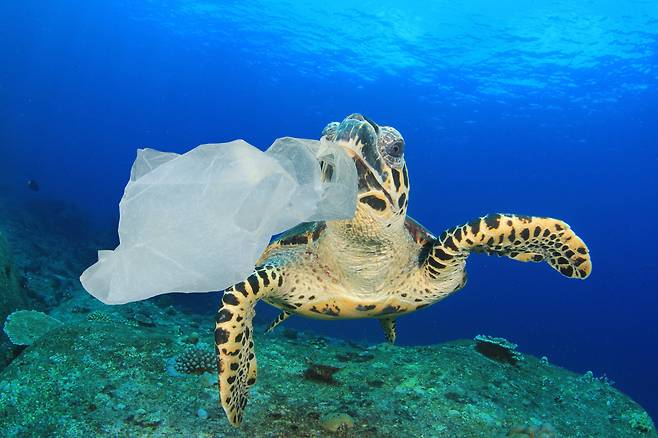 인간이 미안해… “해양동물, 낚싯줄·비닐 가장 많이 삼키고 죽어”(사진=비욘드플라스틱닷오알지)