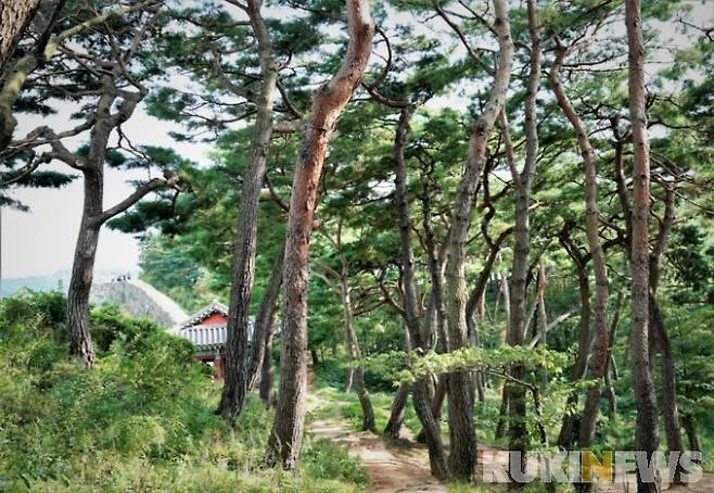 성벽을 걸어 동문 근처에 이르면 소나무숲이 아름답게 보이기 시작한다. 곧게 자라지 않고 이리 구불 저리 구불 자라면서도 다른 나무들이 자랄 적당한 공간을 양보하며 내 공간을 확보하고 있다.&nbsp;