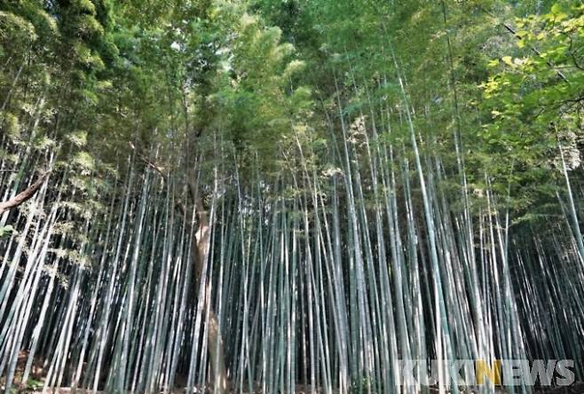 북문에서 성벽 위를 걷기 시작해 서문이 가까워지면 갑자기 높이 솟은 대숲이 눈에 들어온다. 대부분의 대나무는 두 손으로 감싸야 할 정도로 굵고 매우 높이 자라 올랐다.&nbsp;