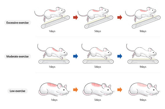 알레르기마우스 동물모델에서 운동 강도에 따른 피부염증의 변화.