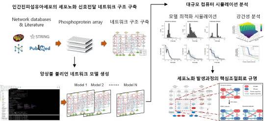조광현 KAIST 교수 연구팀은 시스템생물학 연구방법을 적용해 노화 세포를 젊은 세포로 되돌리는 역노화 기술을 개발했다.



KAIST 제공