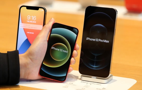 애플의 아이폰12 프로맥스와 아이폰12 미니가 공식 출시한 지난 20일 오전 서울 강남구 가로수길 애플스토어에서 한 고객이 아이폰12 프로맥스와 미니를 비교하고 있다/사진=뉴스1