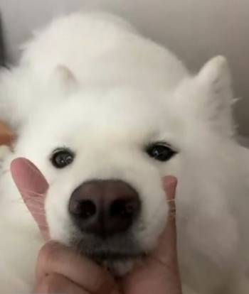 쇠창살에 찔려 숨진 곰순이. 보호자에겐 더없이 소중한 가족이었다./사진=곰순이 보호자