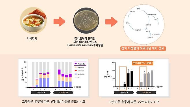 고춧가루 첨강 따른 김치의 영양학적 연구 모식도.[세계김치연구소 제공]