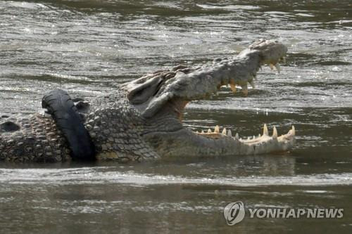 4년 넘도록 타이어를 목에 끼고 사는 악어가 한동안 종적을 감췄다가 지난1일 오랜만에 모습을 드러내 눈길을 끌고 있다. [이미지출처=연합뉴스]