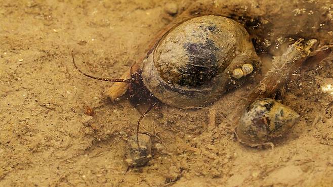 지구온난화로 한국의 평균 기온이 상승하면서 겨울이 와도 왕우렁이가 죽지 않고 살아남게 됐다. 이듬해 왕우렁이는 벼·잡초 안 가리는 왕성한 식욕을 자랑해 농가에 피해를 입혔다. [안경찬·신보경 PD]