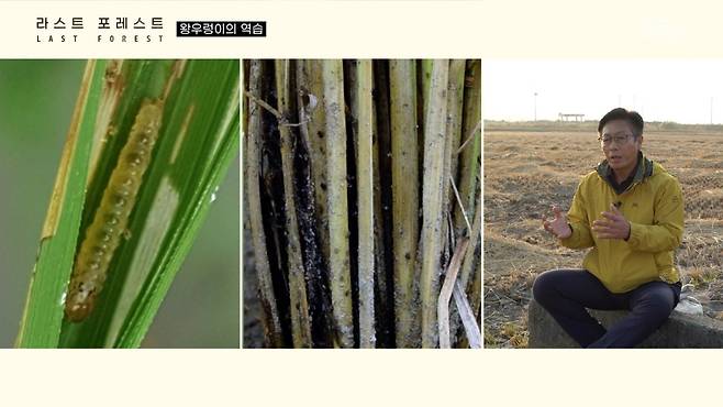 벼멸구 피해(맨 왼쪽), 혹명나방 피해(가운데) 모습. 최덕수 농업연구관(맨 오른쪽)은 “올해는 이상 기후 최악의 해”라고 말했다. [신보경 PD]