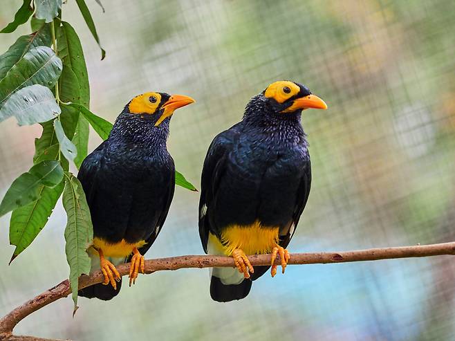 홍콩 도심 속 새 소리 [홍콩관광청 제공]