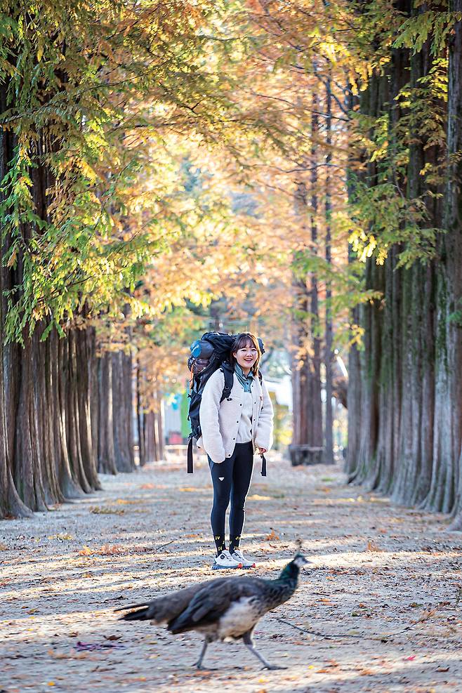 눈부신 아침햇살이 남이섬을 비춘다. 잠에서 깬 공작도 아침 일광욕을 위해 숲길로 나왔다. 그 모습이 신기해 웃음을 터뜨린다.