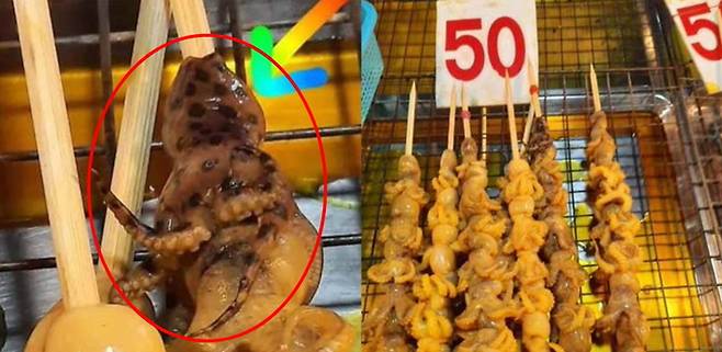파란고리문어 모습(사진 빨간 원)
