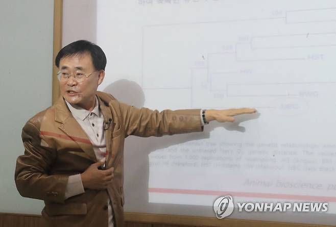 기자회견 하는 박세필 교수 (제주=연합뉴스) 백나용 기자 = 박세필 제주대 교수가 10일 제주대학교에서 기자회견을 열고 제주흑우가 일반 한우, 일본 와규와는 다른 독특한 유전학적 특성에 관해 설명하고 있다. 2020.12.10 dragon.me@yna.co.kr