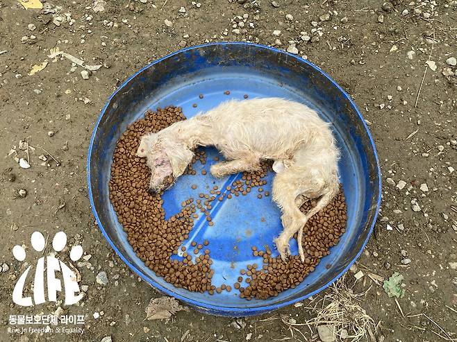 추운 날씨에 굶어 죽은 강아지가 사료통에서 발견됐다