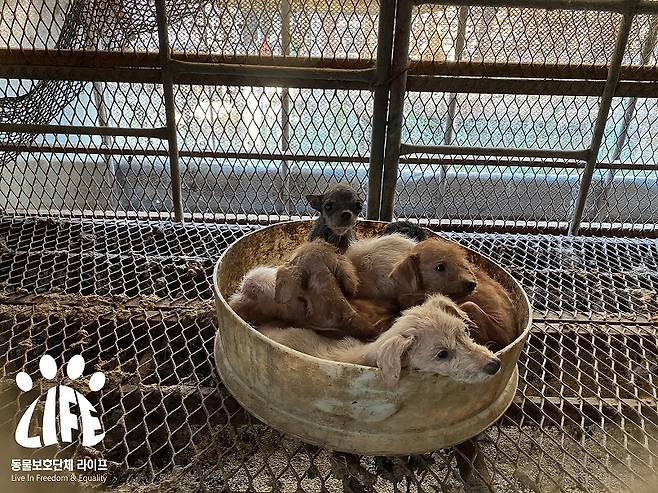 살아있는 강아지들은 극심한 피부병에 걸린 채 서로를 의지한 채 붙어있었다.