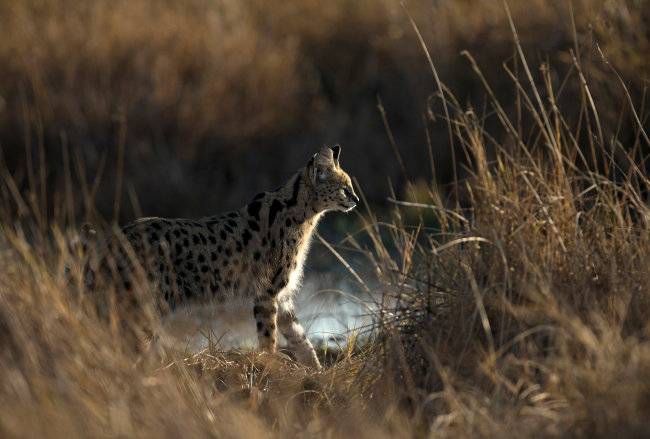 아프리카 사바나 초원에 사는 소형 고양잇과 동물 서벌. [GettyImage]