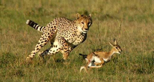 가젤을 쫓고 있는 치타. [KMAC]