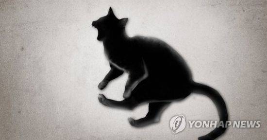 로드킬을 당한 동물을 피하려다 운전자가 다치는 '로드킬 2차 사고'도 발생하고 있다. 사진=연합뉴스