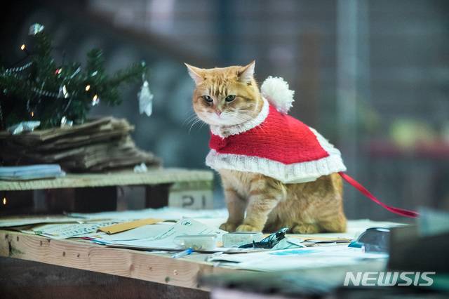 [서울=뉴시스]영화 '내 어깨 위 고양이, 밥2' 스틸. (사진=㈜누리픽쳐스·㈜블루라벨픽쳐스·㈜영화특별시SMC 제공) 2020.12.18. photo@newsis.com