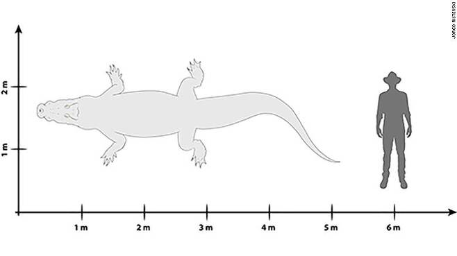 신종 고대 악어와 사람의 크기를 비교한 도표(사진=퀸즐랜드대)