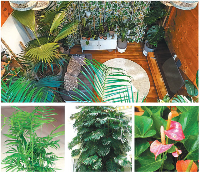‘식물 덕후’ 김시습 갤러리조선 큐레이터의 집(위 사진). 테이블야자(아래 왼쪽 사진)로 시작한 식물 키우기는 몬스테라(아래 가운데 사진), 앤슈리엄으로 뻗쳐 나갔다. 김시습 씨 제공·사진 출처 위키피디아