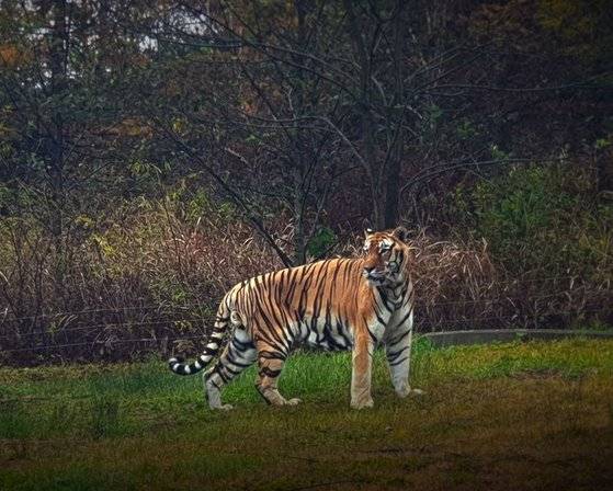 경북 봉화 국립백두대간수목원을 호령한 백두산호랑이 '두만'의 모습. [사진 국립백두대간수목원]