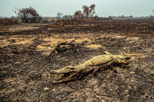 올해 브라질 지역에서 발생한 산불로 불탄 악어의 모습. /EPA 연합뉴스