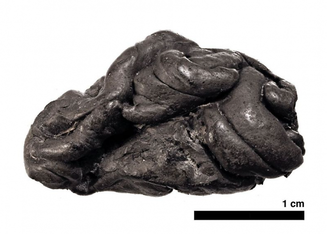 덴마크 연구진이 5700만 년 전 한 소녀가 씹었던 것으로 추정되는 껌 화석을 발견했다. 코펜하겐대 제공