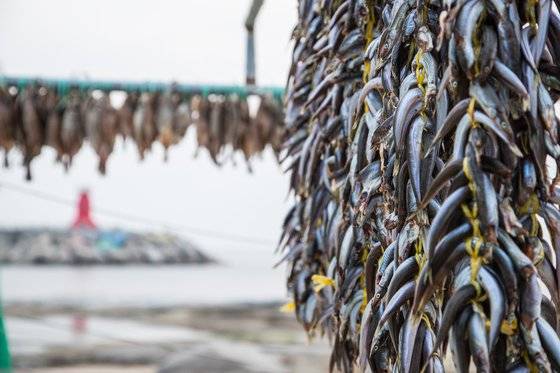 늦가을부터 겨울까지, 강원도 포구에서는 양미리와 도루묵 말리는 모습을 흔히 볼 수 있다. 최승표 기자
