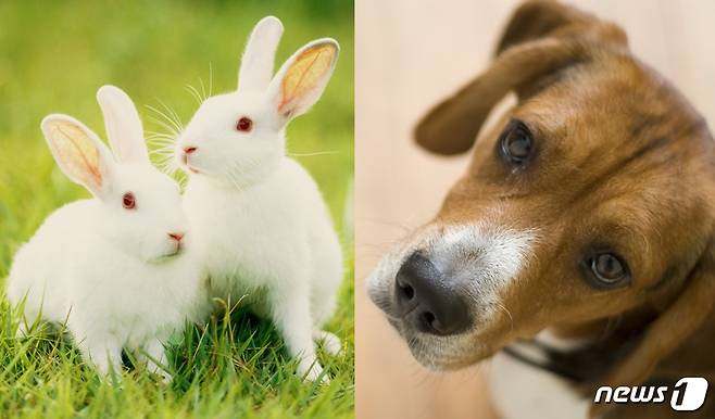 동물실험에 많이 이용된다고 알려진 토끼와 비글 강아지. 사진 이미지투데이 © 뉴스1