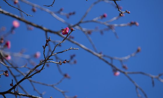 금둔사 매화. 잎 한 장 없는 앙상한 가지에 피어난 붉은 꽃이 곱다. 권혁재 사진전문기자