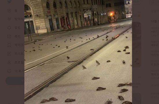 로마 도심 기차역 인근에서 찌르레기 새 사체가 수십 마리가 바닥에 흩어져있다. 사진출처 = 연합뉴스