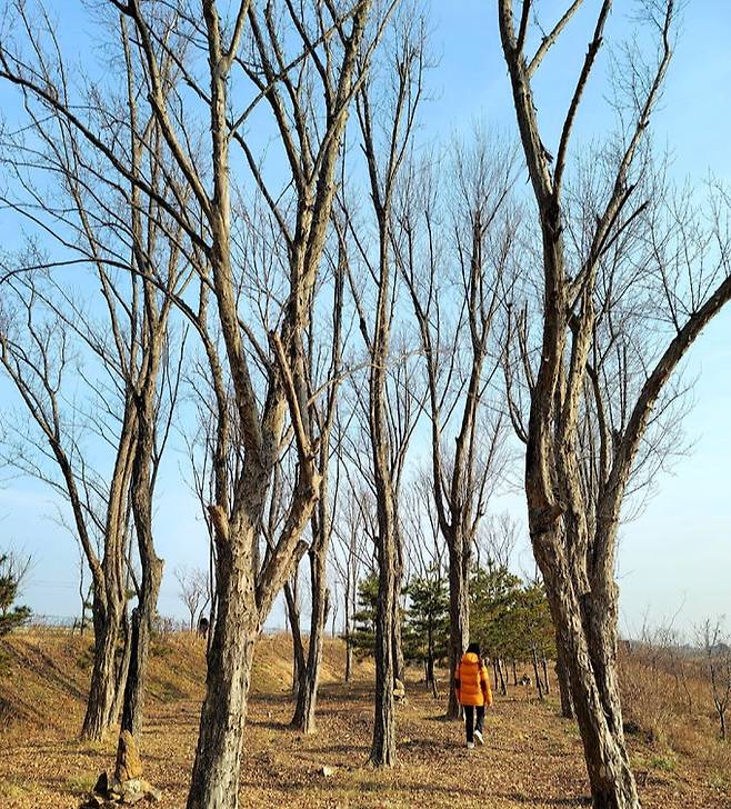 중국단풍나무숲